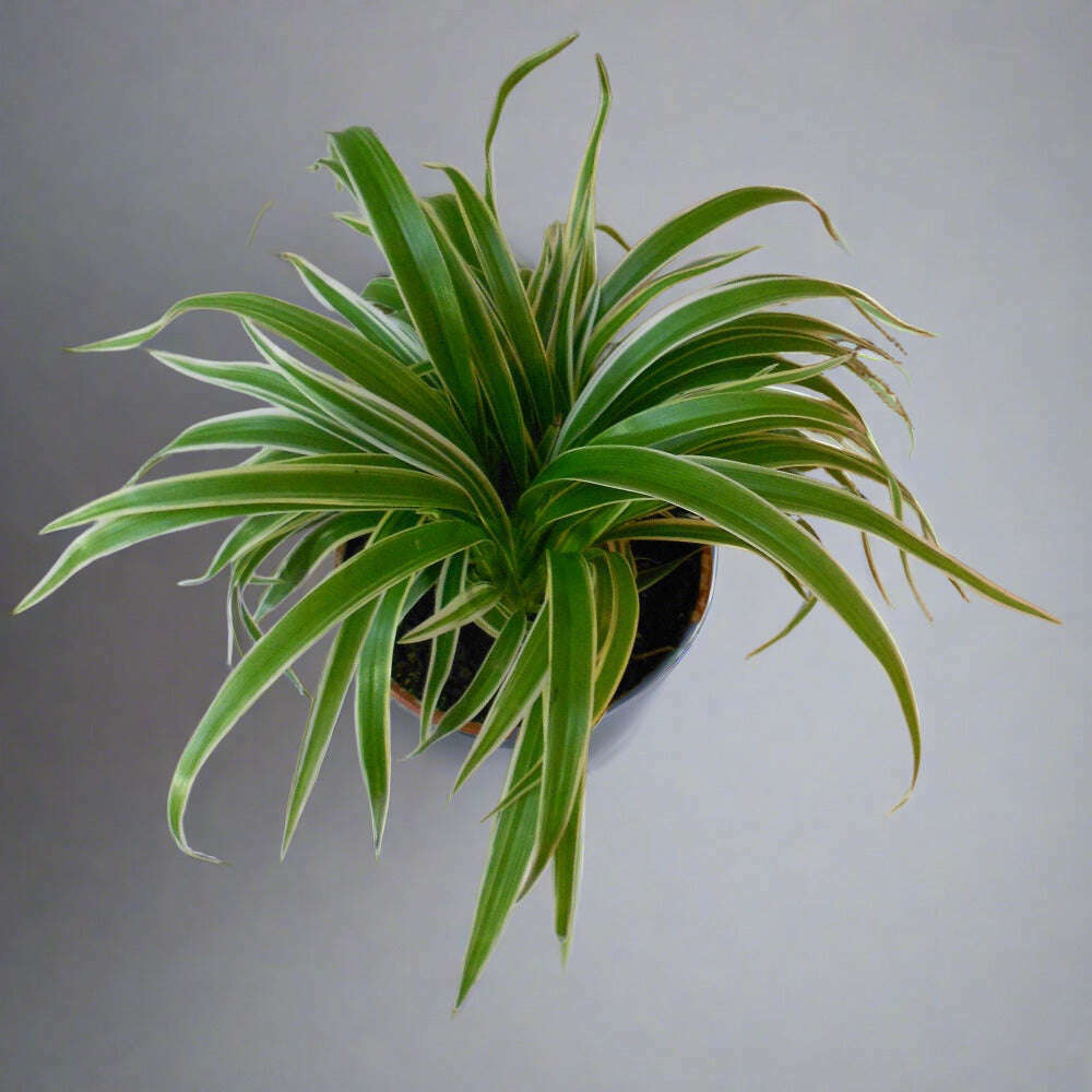 Chlorophytum Cosmosum spider plant leaves from above