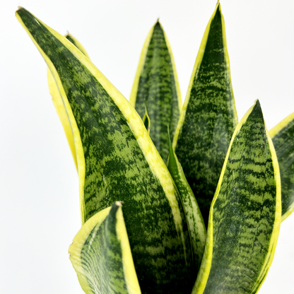 Snake Laurentii Indoor Houseplant 14cm