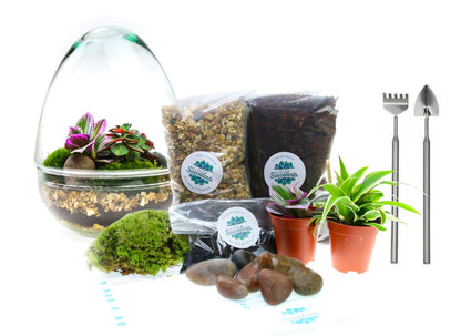 The Egg - All Glass Two Piece Terrarium with Living Plants