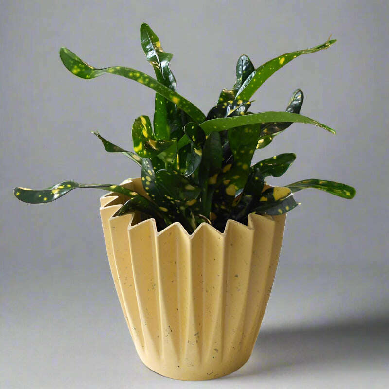 croton-gold-dust-houseplant-codiaeum-aucubaefolia-small-indoor-plants-8Rw