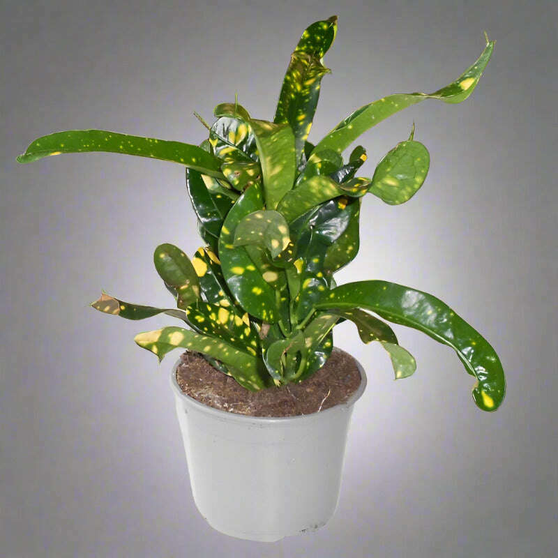 croton-gold-dust-houseplant-codiaeum-aucubaefolia-small-indoor-plants-C8S