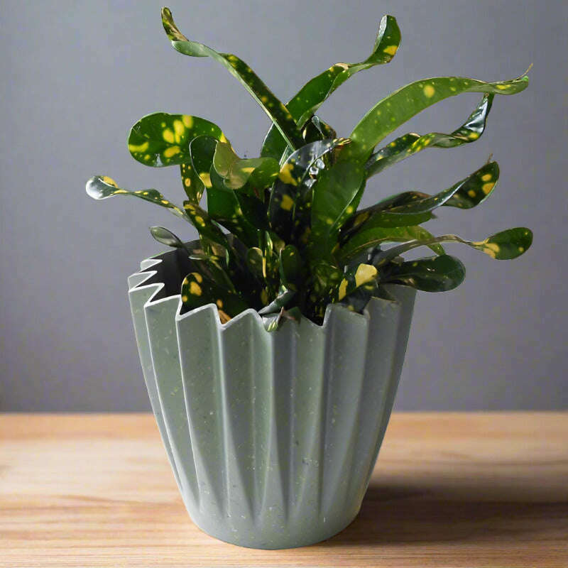 croton-gold-dust-houseplant-codiaeum-aucubaefolia-small-indoor-plants-RCr