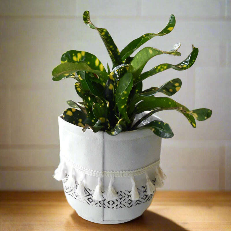 croton-gold-dust-houseplant-codiaeum-aucubaefolia-small-indoor-plants-lU4