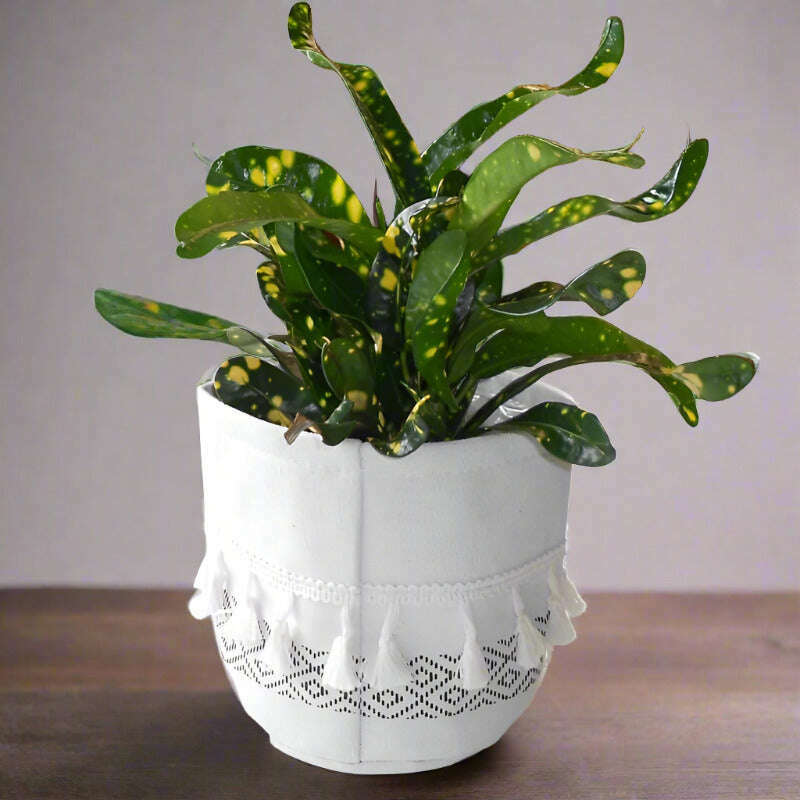 croton-gold-dust-houseplant-codiaeum-aucubaefolia-small-indoor-plants-m7w