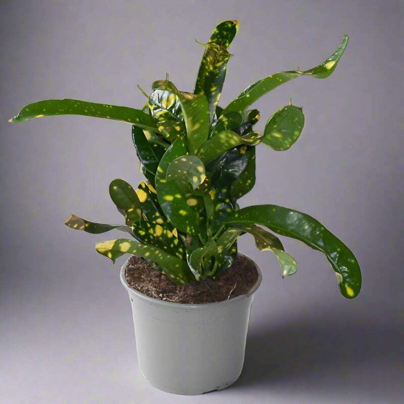 croton-gold-dust-houseplant-codiaeum-aucubaefolia-small-indoor-plants-p42