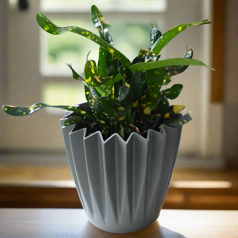 croton-gold-dust-houseplant-codiaeum-aucubaefolia-small-indoor-plants-pyZ