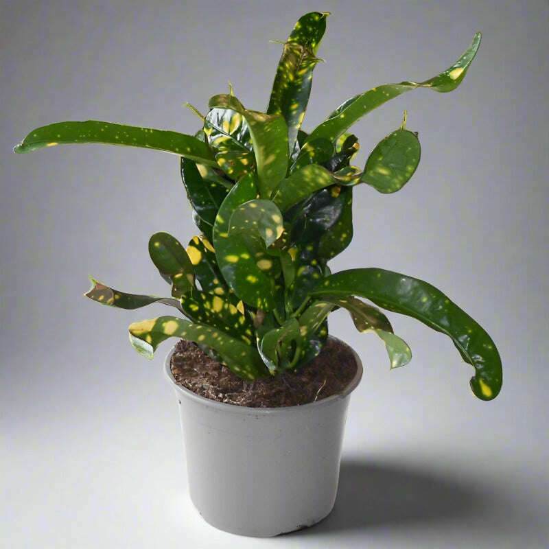Croton Gold Dust