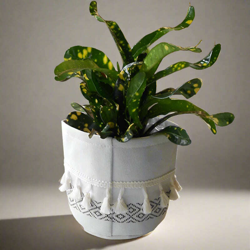 croton-gold-dust-houseplant-codiaeum-aucubaefolia-small-indoor-plants-xAR