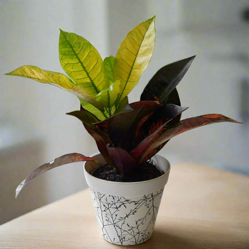 croton-iceton-houseplant-codiaeum-iceton-small-indoor-plants-4l7