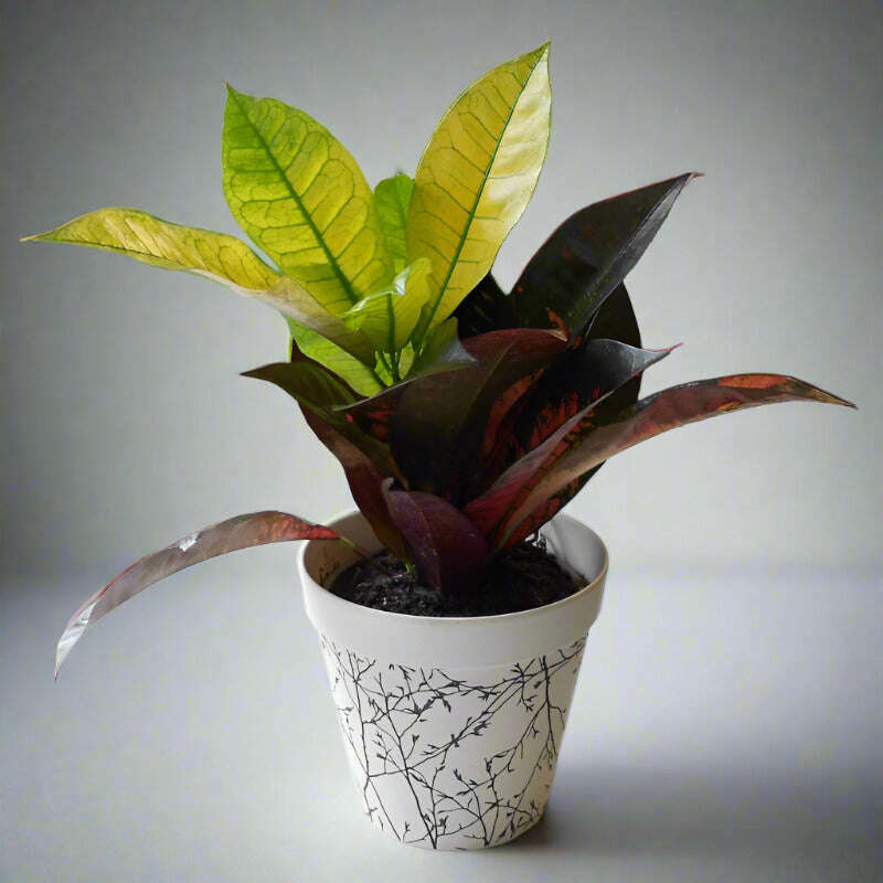 croton-iceton-houseplant-codiaeum-iceton-small-indoor-plants-AEC