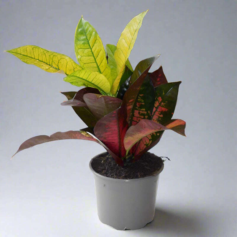 croton-iceton-houseplant-codiaeum-iceton-small-indoor-plants-gyM