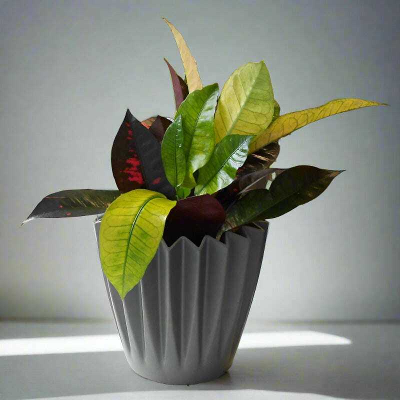 croton-iceton-houseplant-codiaeum-iceton-small-indoor-plants-ysh