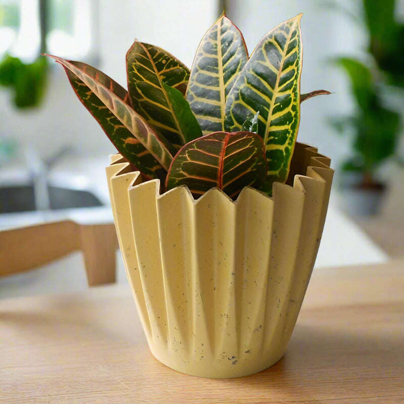 croton-petra-houseplant-codiaeum-variegatum-josephs-coat-small-indoor-plants-aet