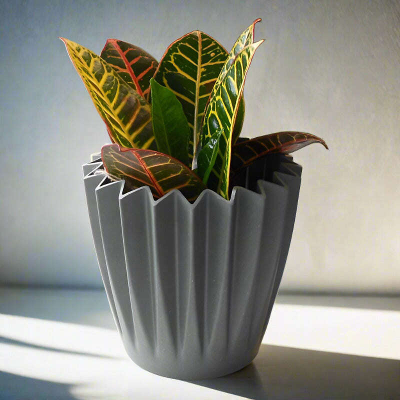 croton-petra-houseplant-codiaeum-variegatum-josephs-coat-small-indoor-plants-eZ9