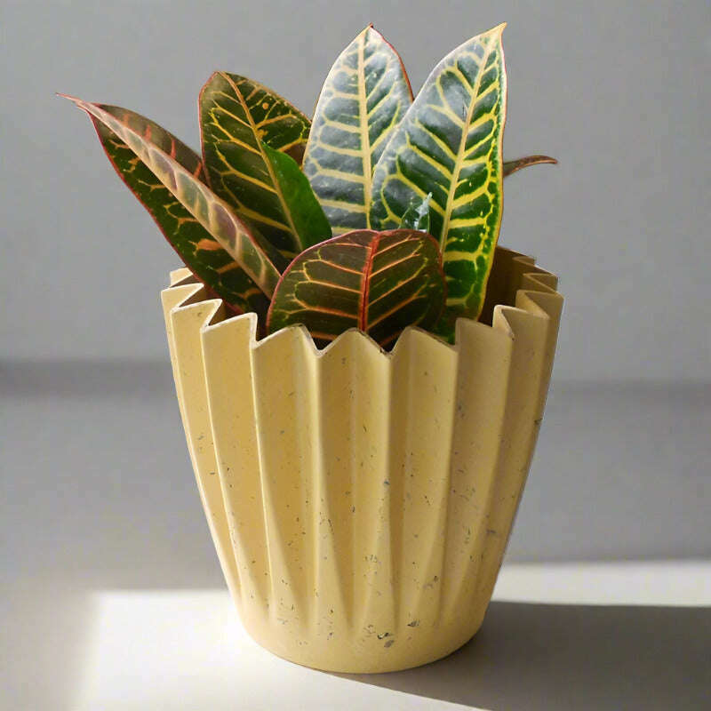 croton-petra-houseplant-codiaeum-variegatum-josephs-coat-small-indoor-plants-jeU