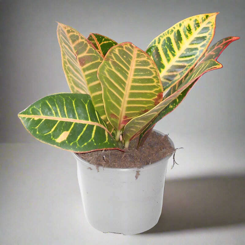croton-petra-houseplant-codiaeum-variegatum-josephs-coat-small-indoor-plants-lWJ