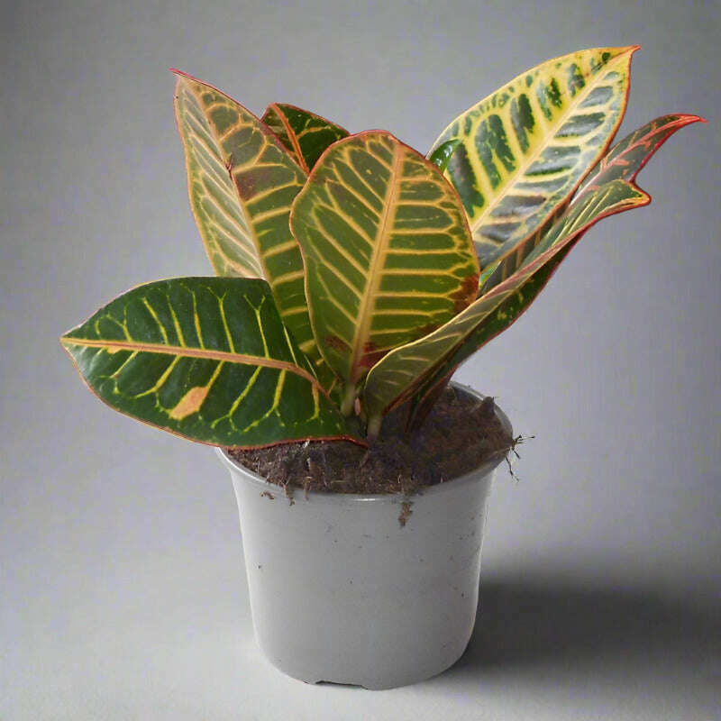 croton-petra-houseplant-codiaeum-variegatum-josephs-coat-small-indoor-plants-rgq