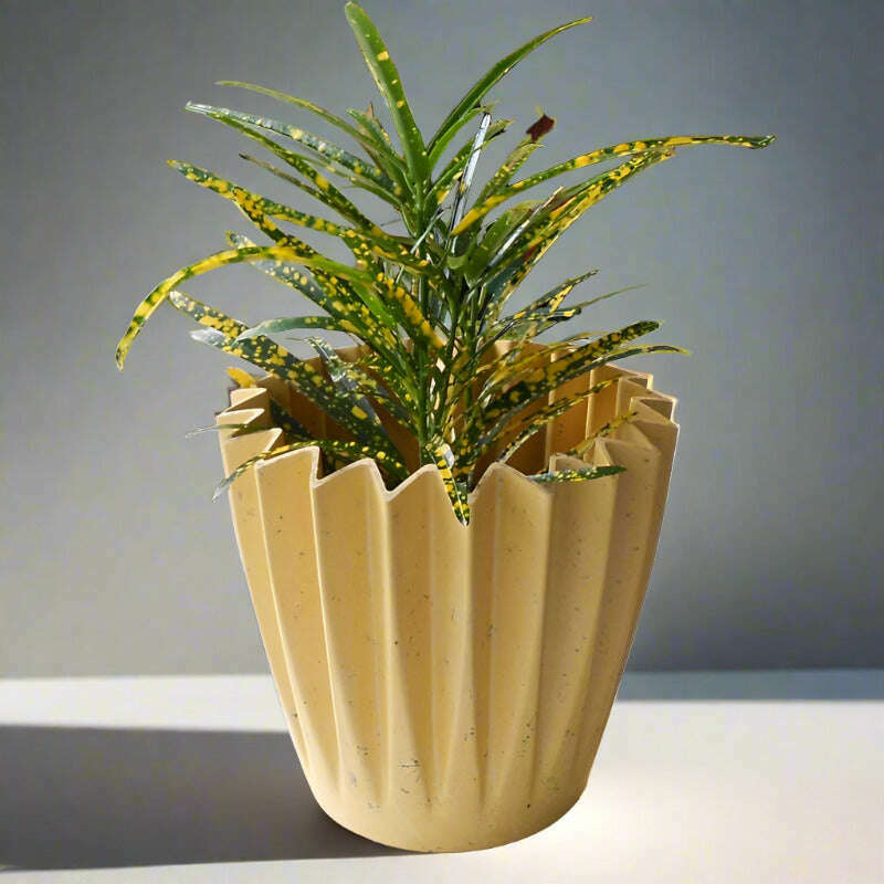 croton-pictum-houspelant-codiaeum-variegatum-pictum-small-indoor-plants-HXB