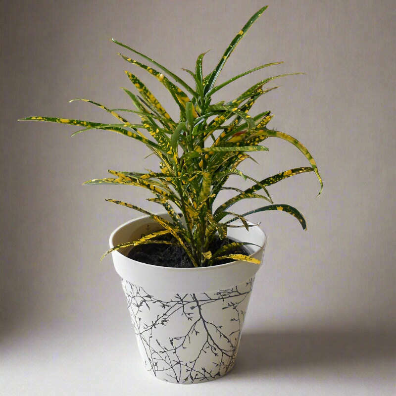 croton-pictum-houspelant-codiaeum-variegatum-pictum-small-indoor-plants-M1p