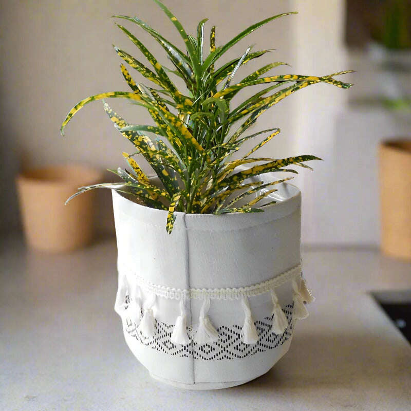 croton-pictum-houspelant-codiaeum-variegatum-pictum-small-indoor-plants-R6J