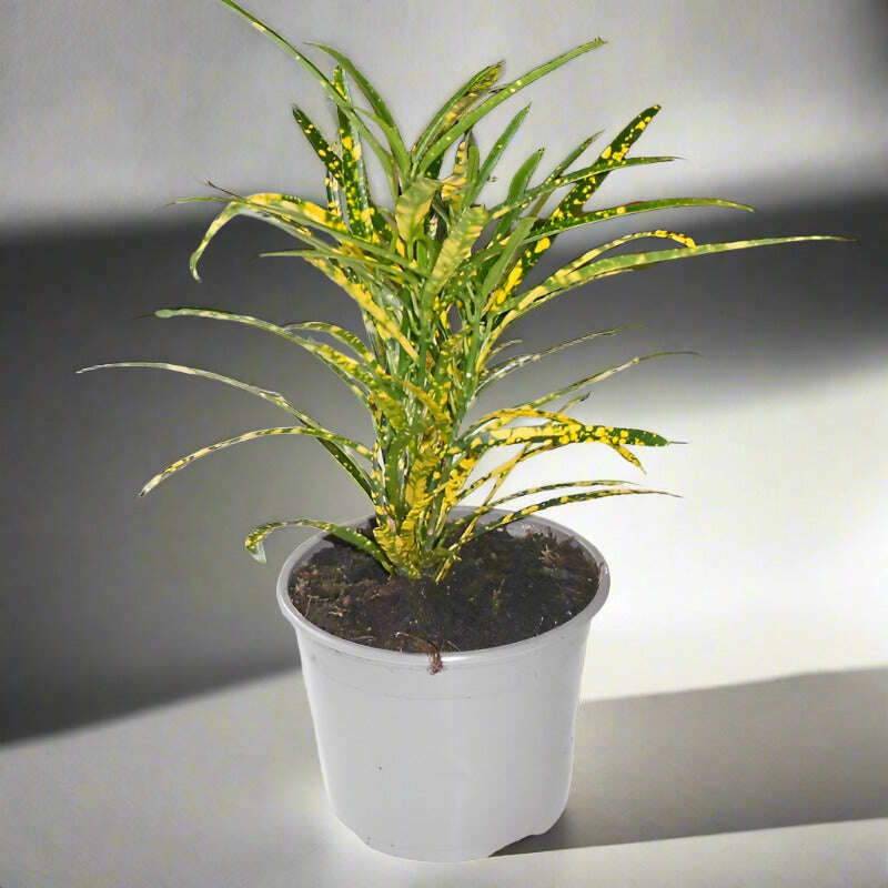 croton-pictum-houspelant-codiaeum-variegatum-pictum-small-indoor-plants-Rcb