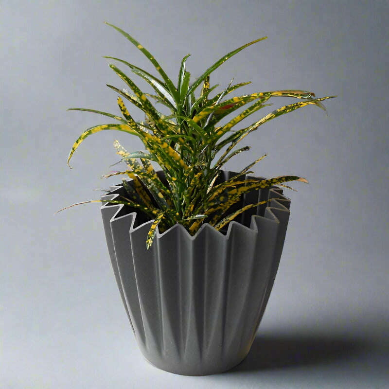 croton-pictum-houspelant-codiaeum-variegatum-pictum-small-indoor-plants-Vym