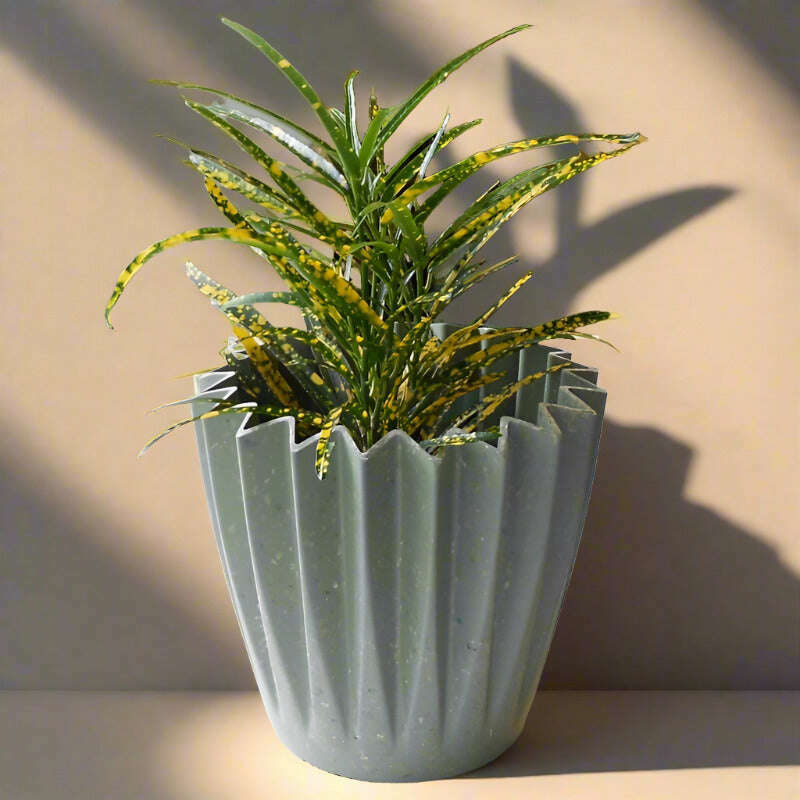 croton-pictum-houspelant-codiaeum-variegatum-pictum-small-indoor-plants-amA