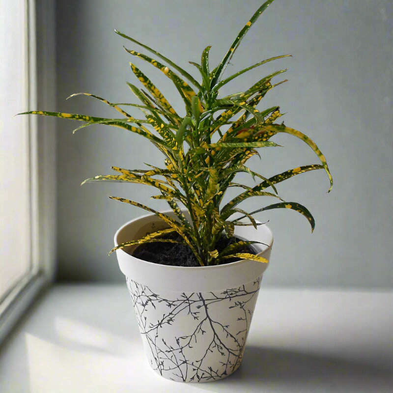 croton-pictum-houspelant-codiaeum-variegatum-pictum-small-indoor-plants-l5l