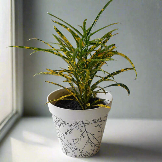 croton-pictum-houspelant-codiaeum-variegatum-pictum-small-indoor-plants-l5l