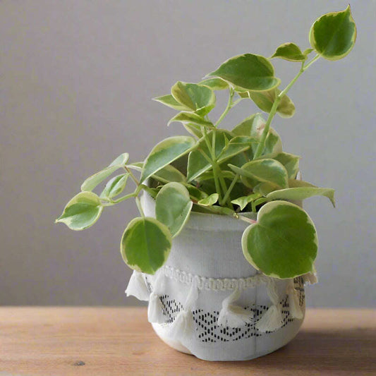 Cupid Peperomia Plant (Peperomia Scandens Variegata) - Plant and Cotton Tasselled Pot Cover | Small Indoor Plants