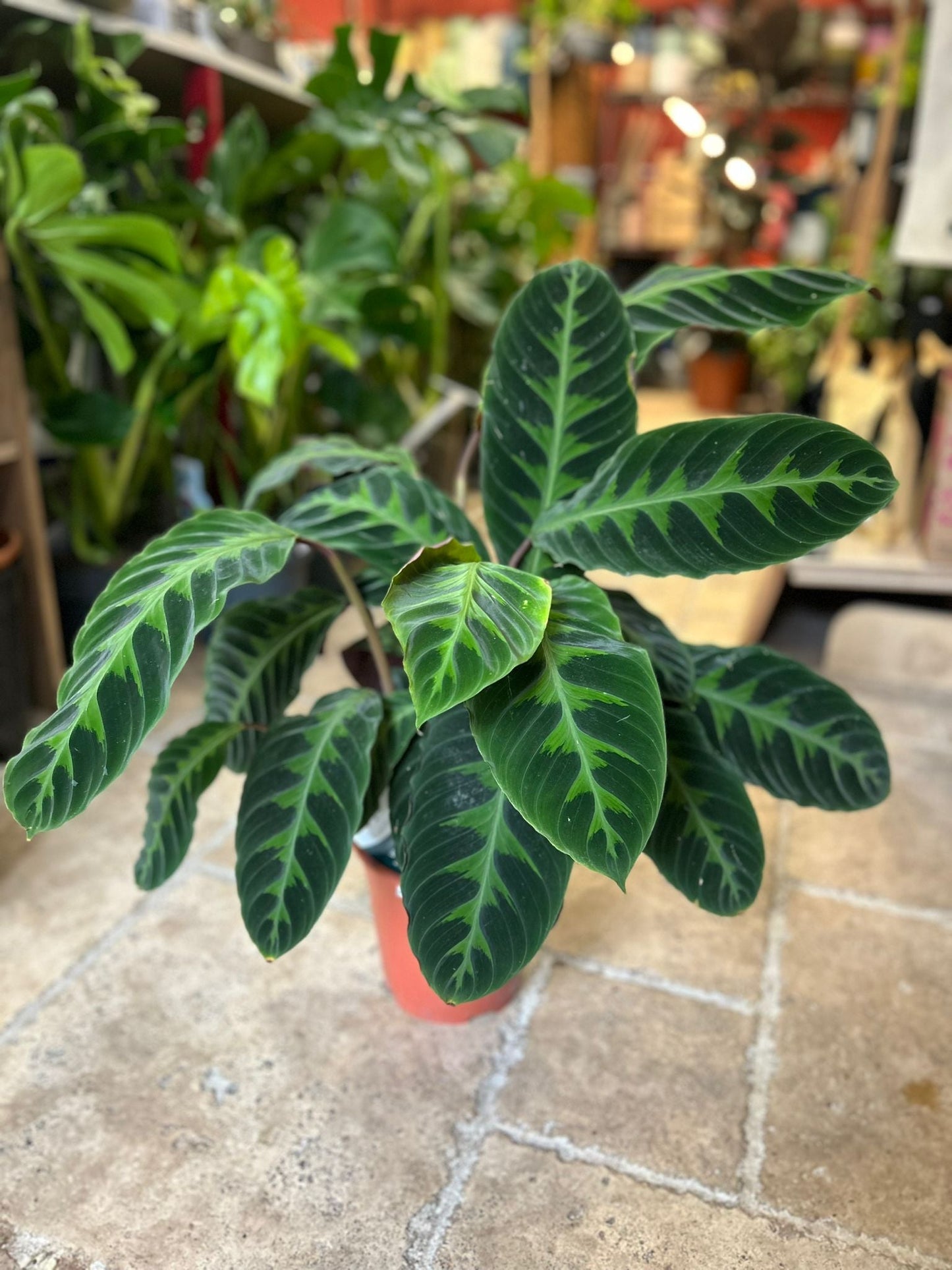 Calathea warscewiczii (Prayer Plant)