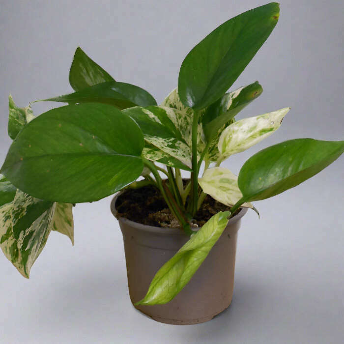 Devils Ivy Plant (Scindapsus Marble Queen) - Plant in Plastic Nursery Pot | Small Indoor Plants