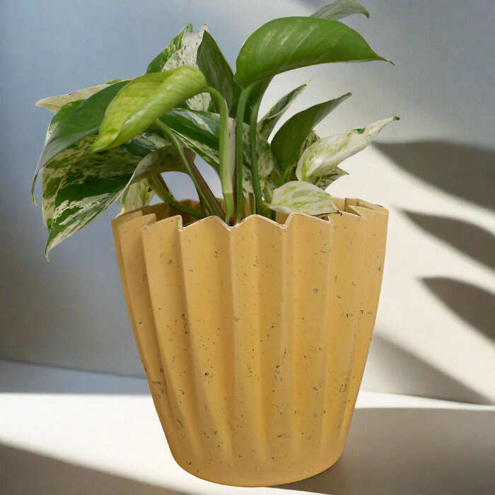 Devils Ivy Plant (Scindapsus Marble Queen) - Plant and Yellow Corrugated Pot | Small Indoor Plants