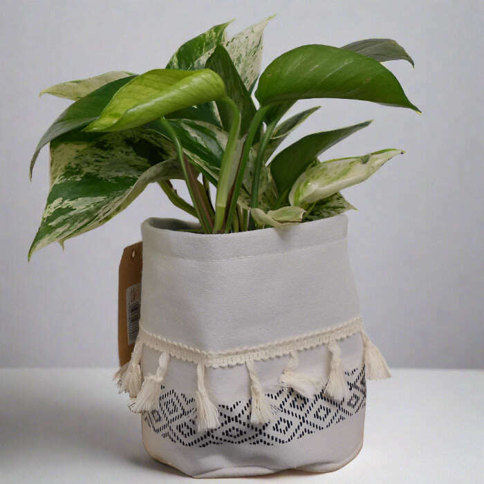 Devils Ivy Plant (Scindapsus Marble Queen) - Plant and Cotton Tasselled Pot Cover | Small Indoor Plants