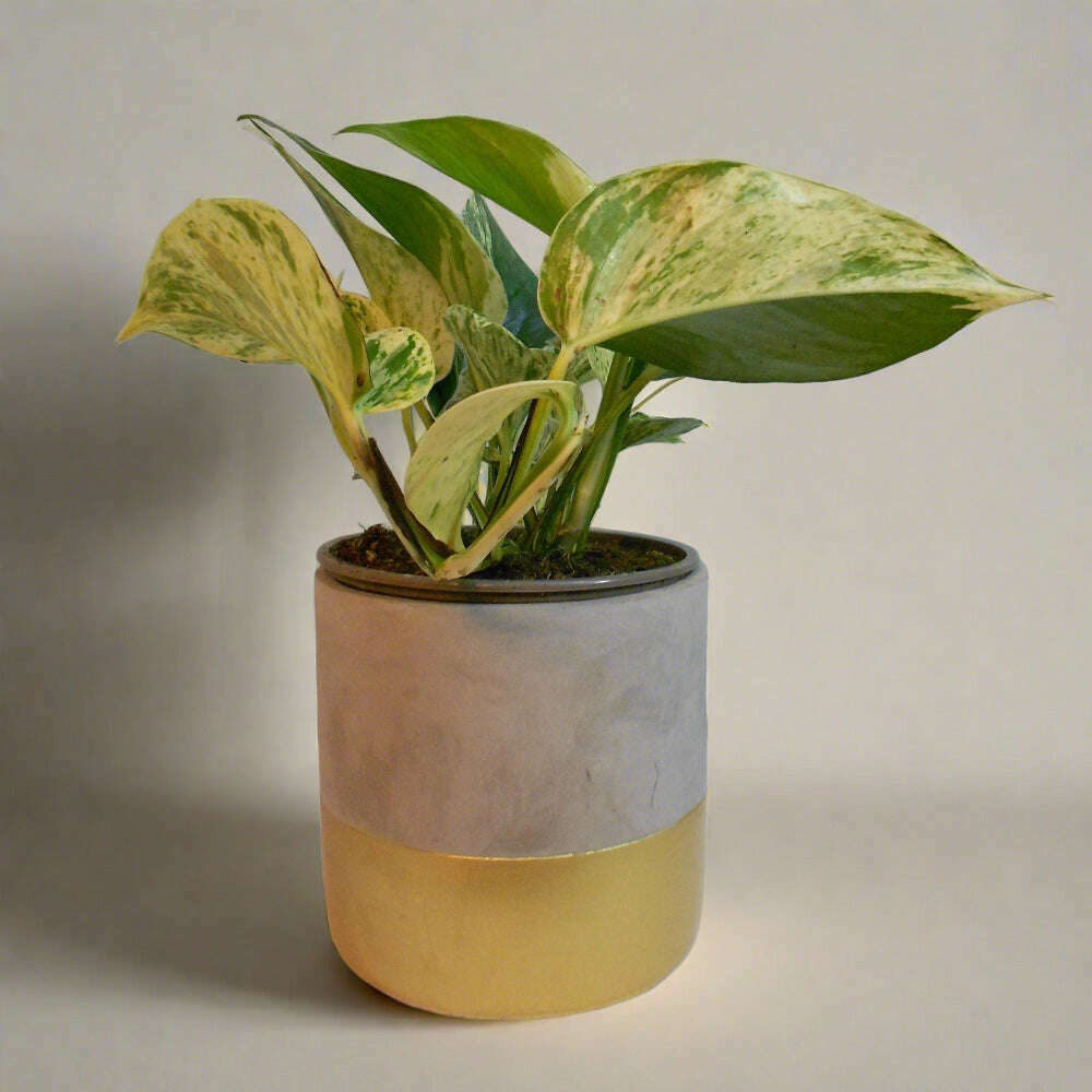 Devils Ivy Plant (Scindapsus Marble Queen) Small Indoor Plants