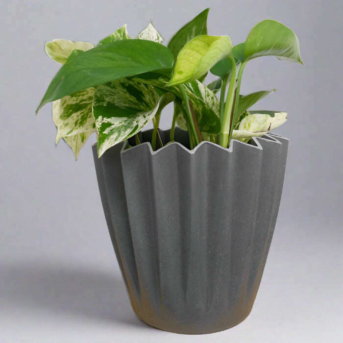 Devils Ivy Plant (Scindapsus Marble Queen) - Plant and Grey Corrugated Pot | Small Indoor Plants