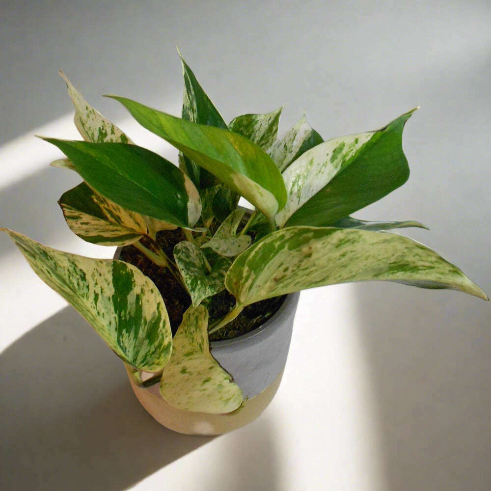 devils-ivy-plant-scindapsus-marble-queen-small-indoor-plants-sqi