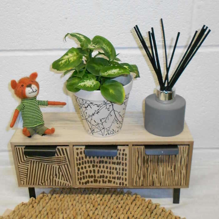 dieffenbachia-compacta-dumb-cane-small-indoor-plants-JkF