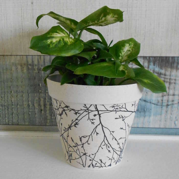 dieffenbachia-compacta-dumb-cane-small-indoor-plants-ZQZ