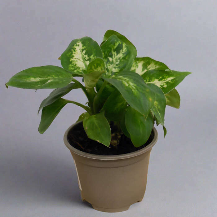 dieffenbachia-compacta-dumb-cane-small-indoor-plants-iX1