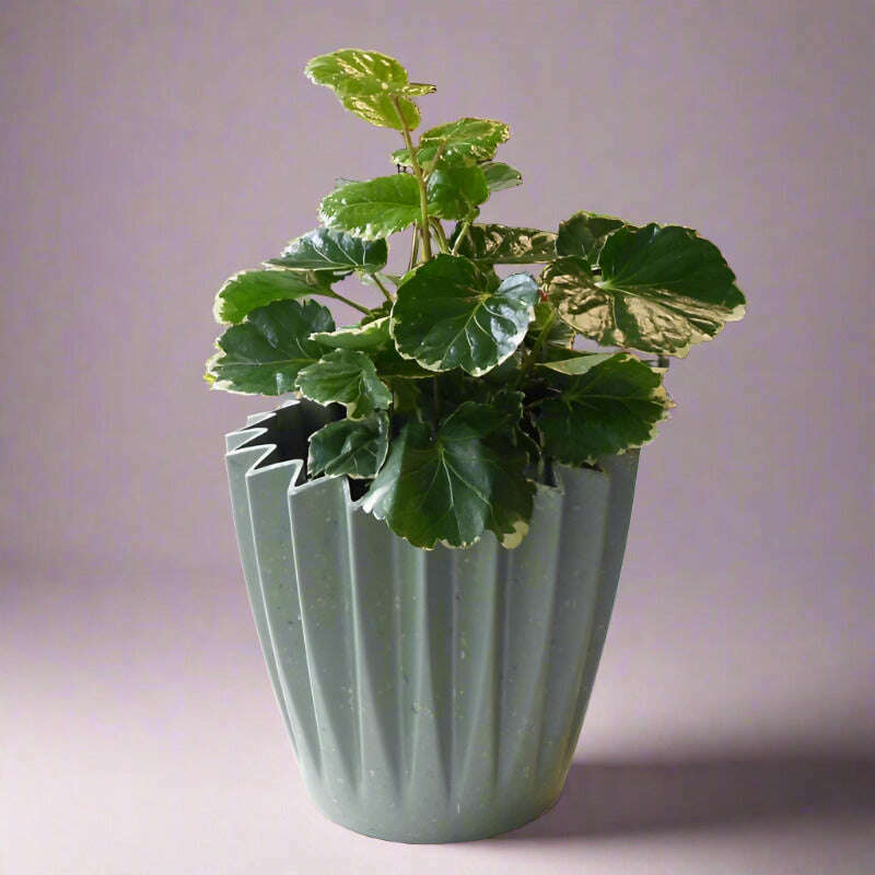 Dinner Plate Aralia | Polyscias Balfouriana