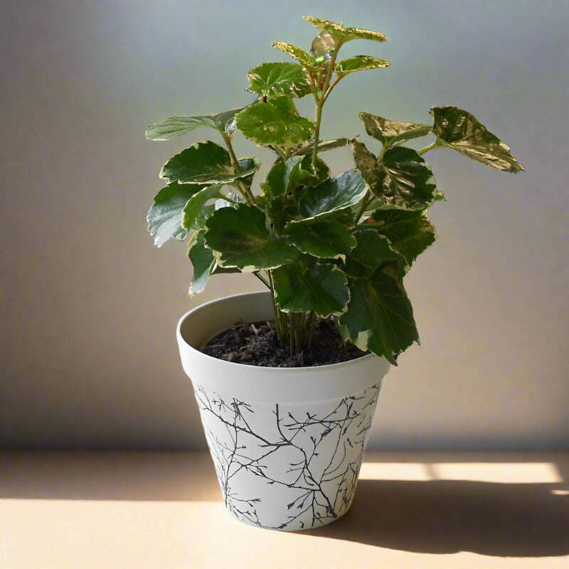 dinner-plate-aralia-houseplant-polyscias-balfouriana-small-indoor-plants-B9k