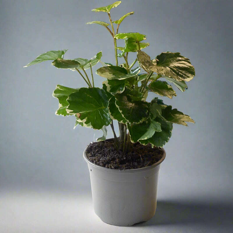 dinner plate aralia plant Dinner Plate Aralia | Polyscias Balfouriana