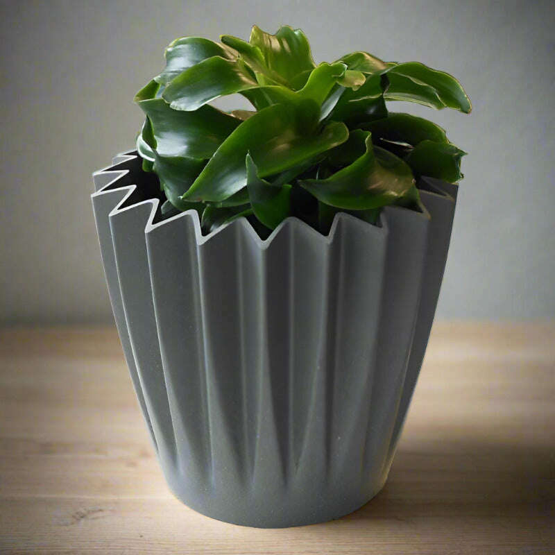 Dracaena Compacta Lemon Lime | Corn Plant - Plant and Grey Corrugated Pot | Small Indoor Plants