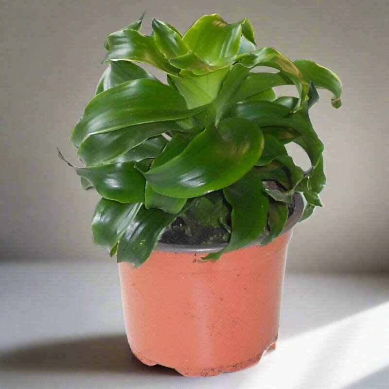 Dracaena Compacta Lemon Lime | Corn Plant - Plant in Plastic Nursery Pot | Small Indoor Plants