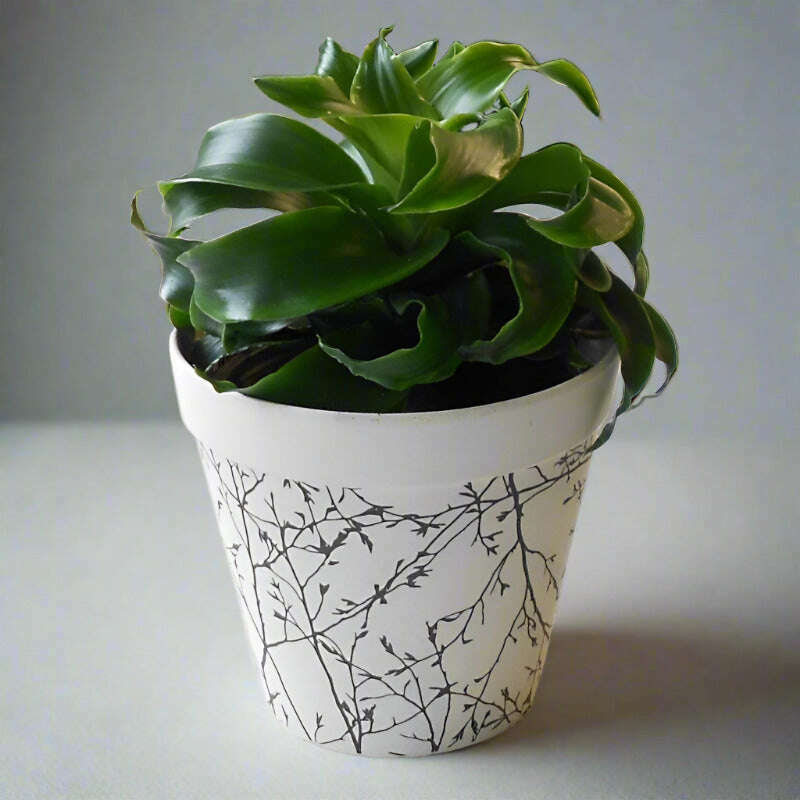 Dracaena Compacta Lemon Lime | Corn Plant - Plant and Bamboo Pot | Small Indoor Plants