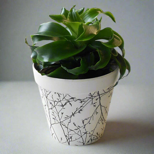 Dracaena Compacta Lemon Lime | Corn Plant - Plant and Bamboo Pot | Small Indoor Plants