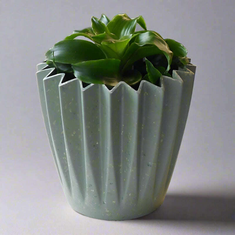 Dracaena Compacta Lemon Lime | Corn Plant - Plant and Sage Green Corrugated Pot | Small Indoor Plants