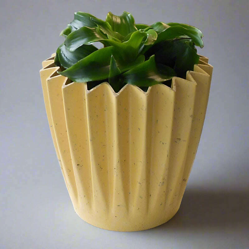 Dracaena Compacta Lemon Lime | Corn Plant - Plant and Yellow Corrugated Pot | Small Indoor Plants