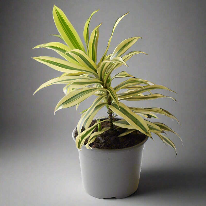 Dracaena Reflexa | Song of India Houseplant - Plant in Plastic Nursery Pot | Small Indoor Plants